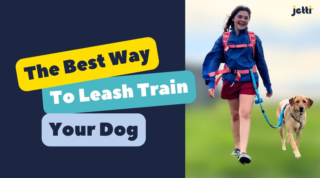 The Best Way to Leash Train Your Pup